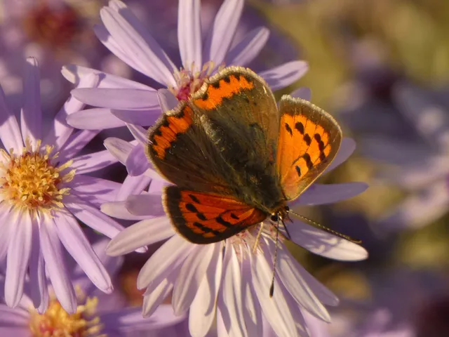 Lycaena phlaeas - közönséges tűzlepke