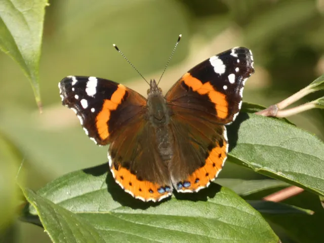 Vanessa atalanta - atalantalepke