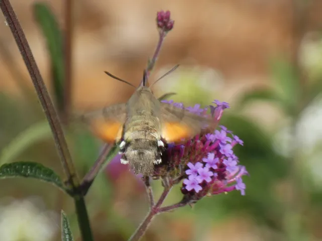 Macroglossum stellatarum - kacsafarkú szender