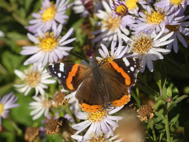 Vanessa atalanta - atalantalepke