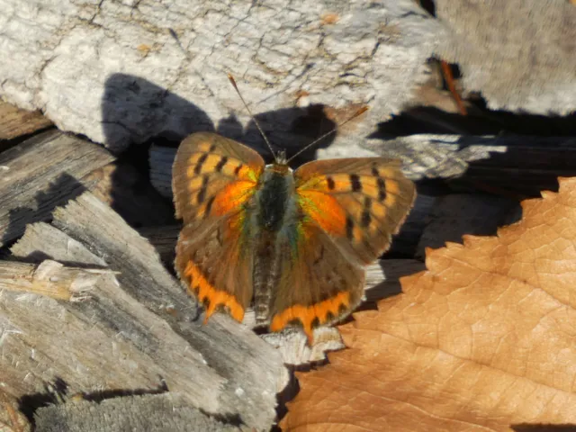 Lycaena phlaeas - közönséges tűzlepke