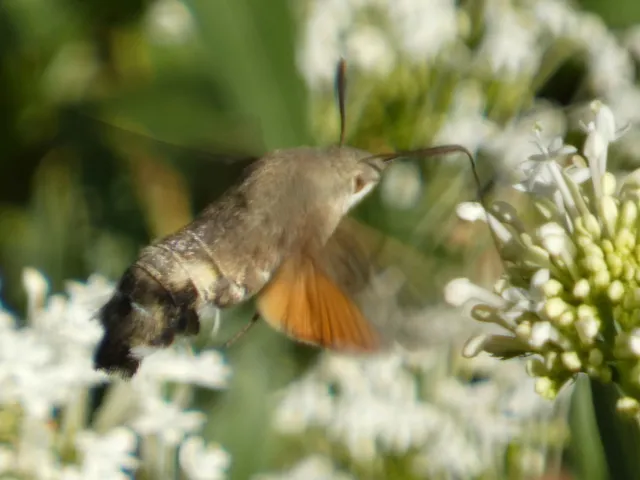 Macroglossum stellatarum - kacsafarkú szender