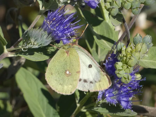 Colias croceus - sáfránylepke