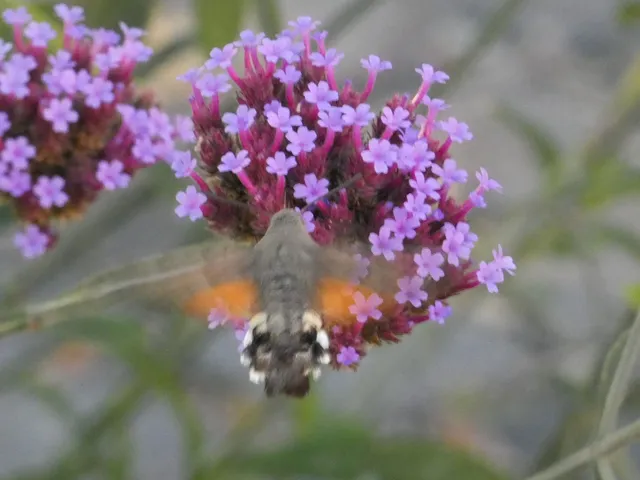 Macroglossum stellatarum - kacsafarkú szender