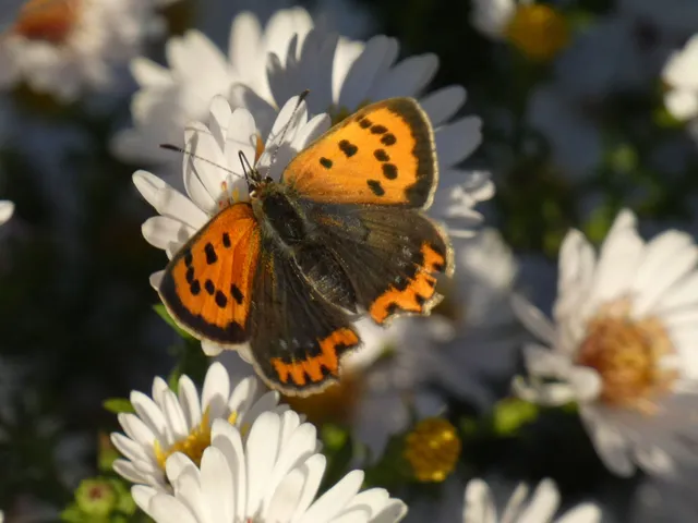 Lycaena phlaeas - közönséges tűzlepke