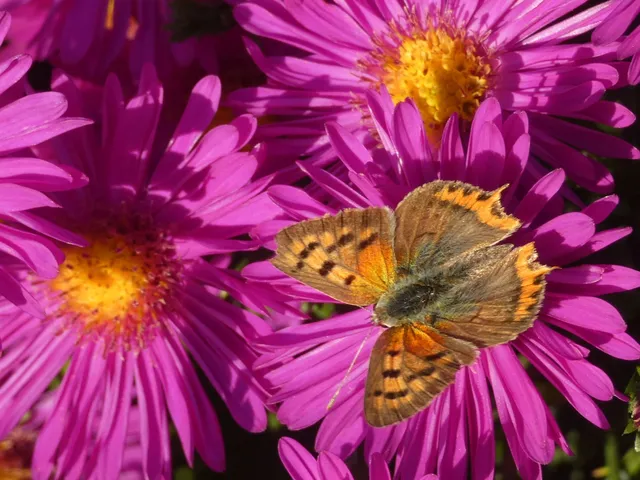 Lycaena phlaeas - közönséges tűzlepke