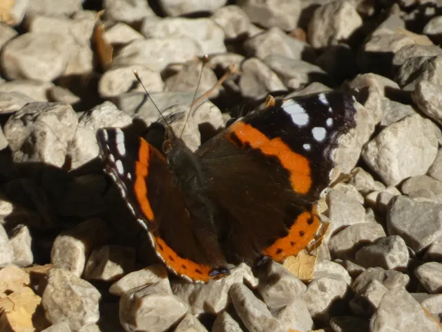 Vanessa atalanta - atalantalepke