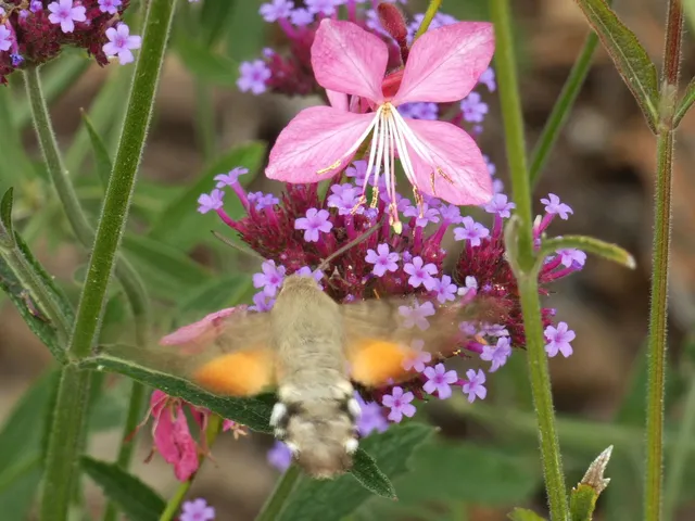 Macroglossum stellatarum - kacsafarkú szender