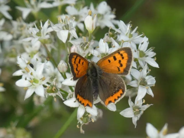 Lycaena phlaeas - közönséges tűzlepke