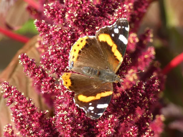 Vanessa atalanta - atalantalepke