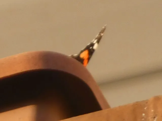 Vanessa atalanta - atalantalepke
