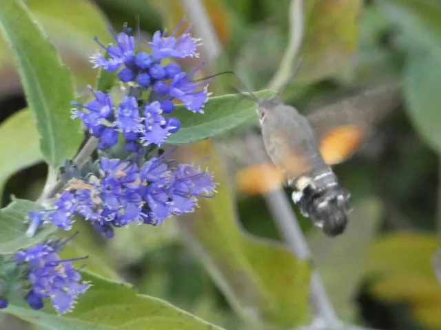 Macroglossum stellatarum - kacsafarkú szender