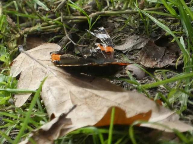 Vanessa atalanta - atalantalepke