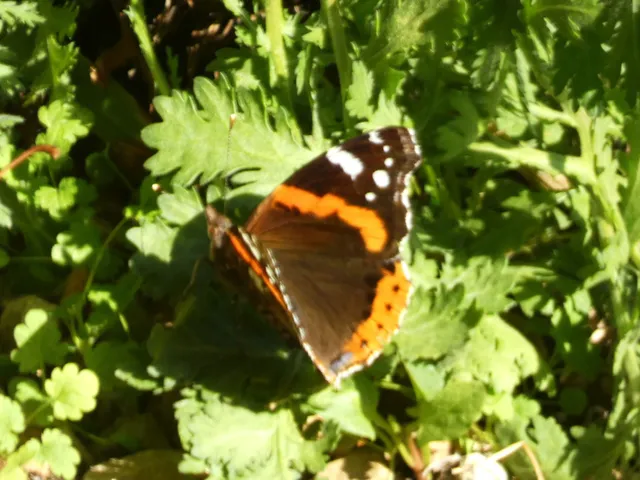 Vanessa atalanta - atalantalepke