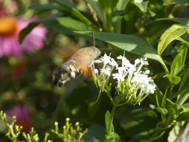 Macroglossum stellatarum - kacsafarkú szender