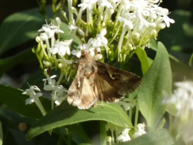 Autographa gamma - gammalepke