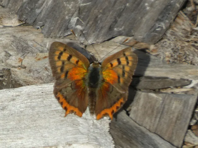 Lycaena phlaeas - közönséges tűzlepke