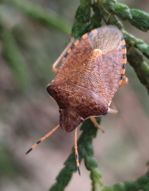Peribalus strictus - tavaszi címerespoloska Peribalus strictus - tavaszi címerespoloska