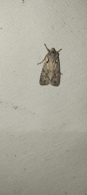 Lithophane ornitopus - közönséges fabagoly