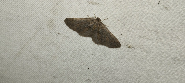 Agriopis bajaria - kökény-téliaraszoló