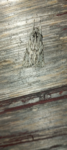 Asteroscopus sphinx - csillagnéző bundásbagoly