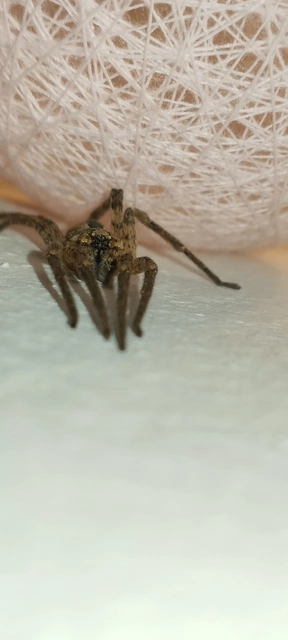 Zoropsis spinimana - tüskéskezű álfarkaspók
