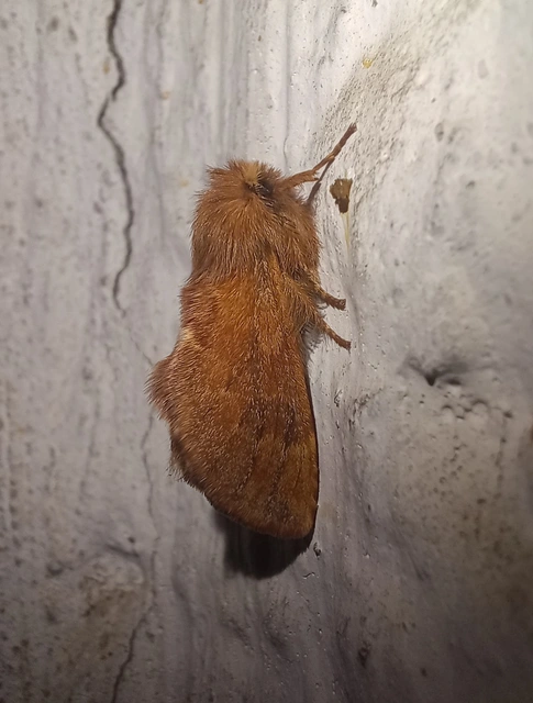 Ptilophora plumigera - tollas púposszövő