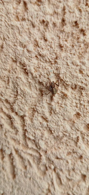 Tmarus piger/stellio