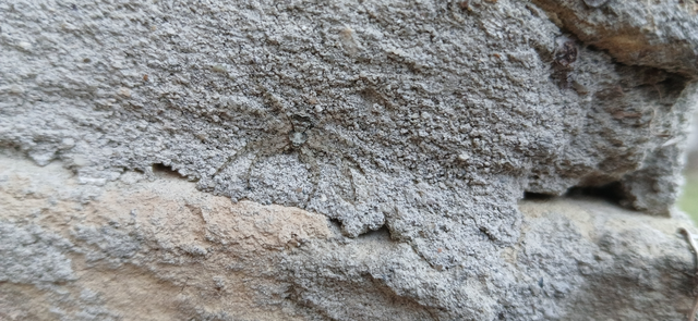 Philodromus