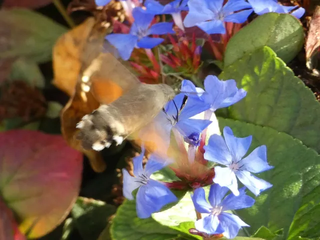Macroglossum stellatarum - kacsafarkú szender