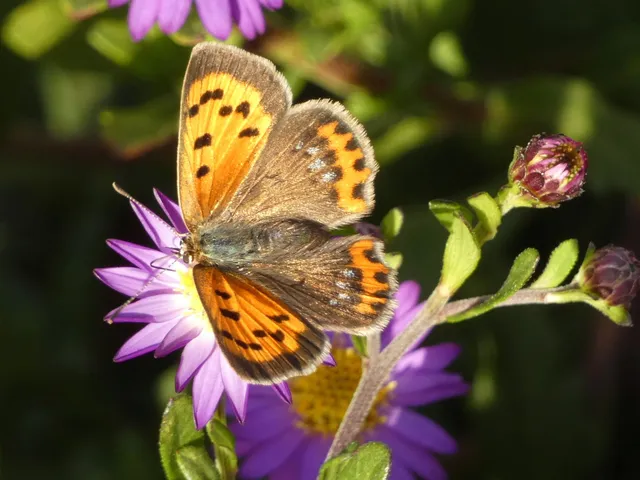 Lycaena phlaeas - közönséges tűzlepke