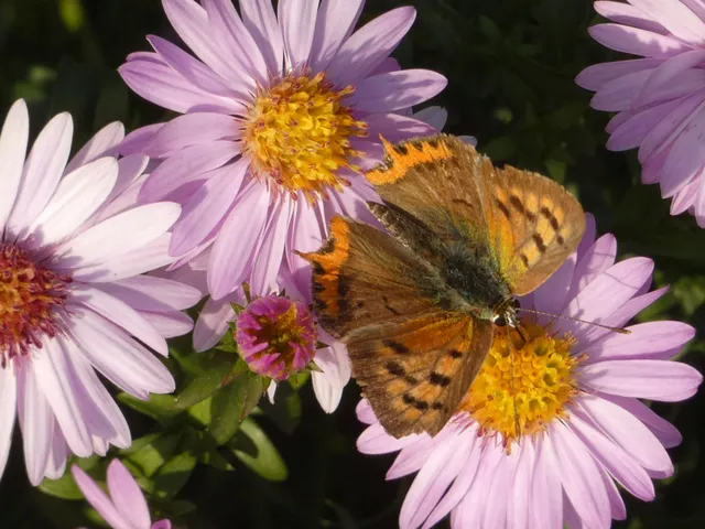 Lycaena phlaeas - közönséges tűzlepke