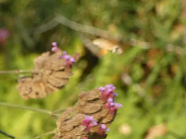 Macroglossum stellatarum - kacsafarkú szender