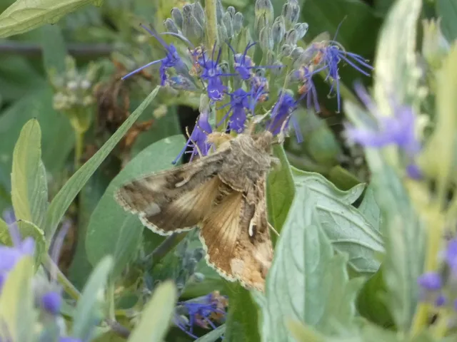 Autographa gamma - gammalepke