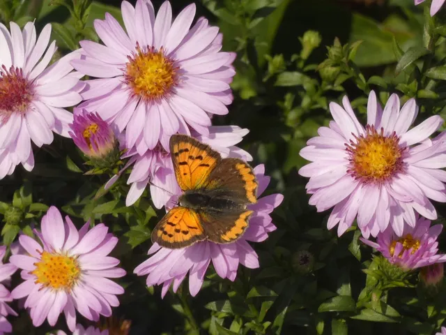 Lycaena phlaeas - közönséges tűzlepke