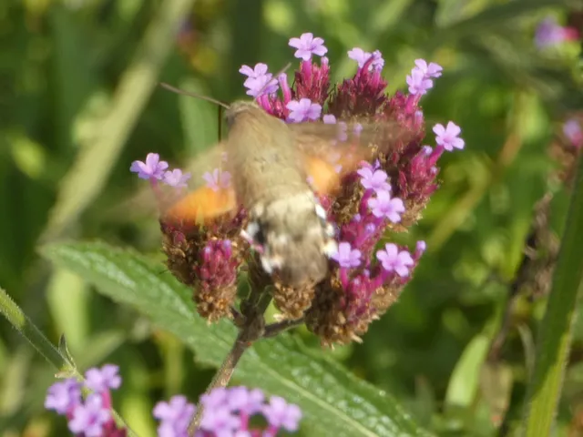 Macroglossum stellatarum - kacsafarkú szender