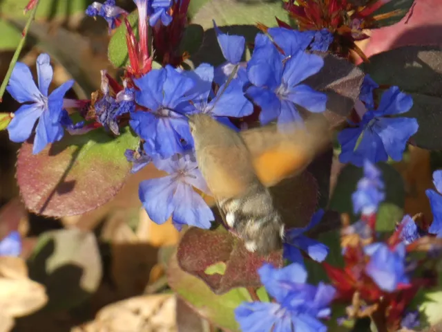 Macroglossum stellatarum - kacsafarkú szender