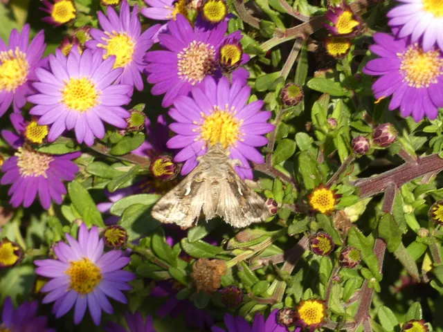 Autographa gamma - gammalepke