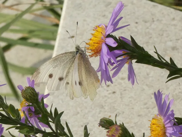 Pieris rapae - répalepke