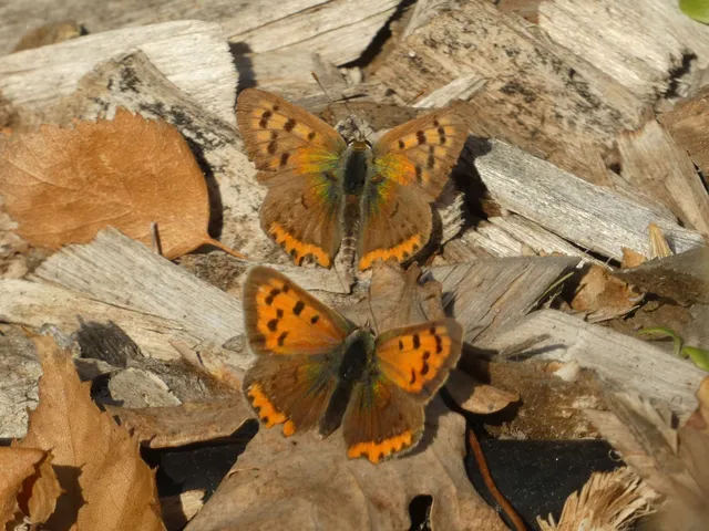 Lycaena phlaeas - közönséges tűzlepke