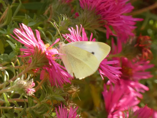 Pieris rapae - répalepke