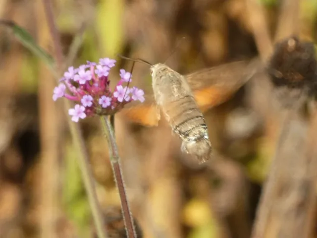 Macroglossum stellatarum - kacsafarkú szender