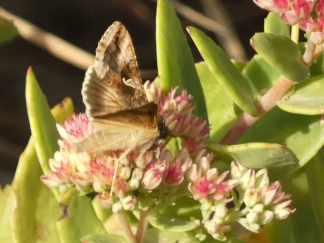 Autographa gamma - gammalepke