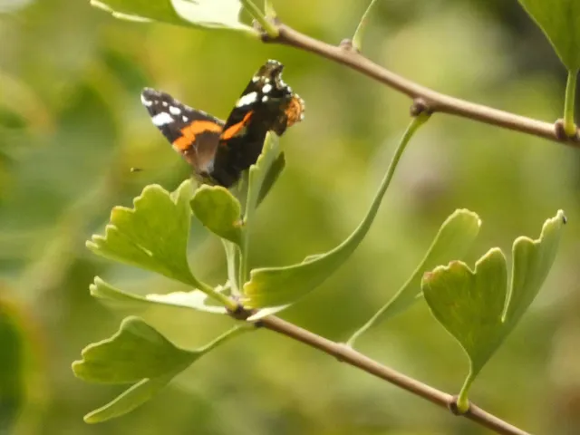 Vanessa atalanta - atalantalepke