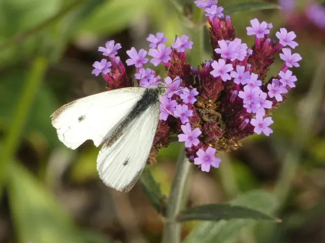 Pieris rapae - répalepke