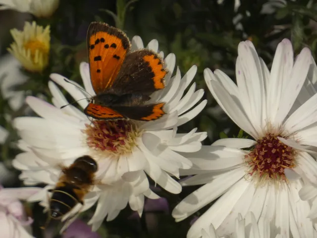 Lycaena phlaeas - közönséges tűzlepke