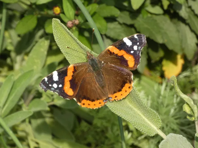 Vanessa atalanta - atalantalepke