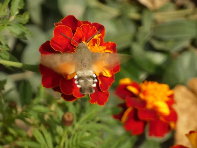 Macroglossum stellatarum - kacsafarkú szender