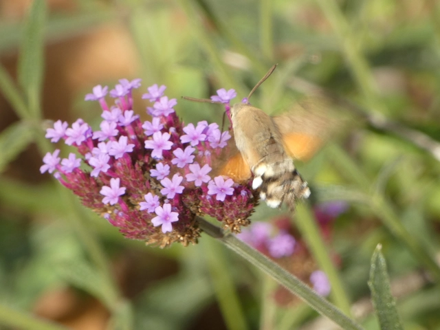 Macroglossum stellatarum - kacsafarkú szender