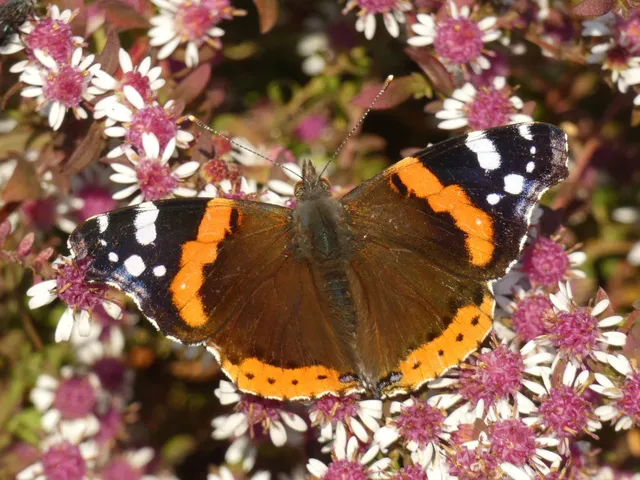 Vanessa atalanta - atalantalepke